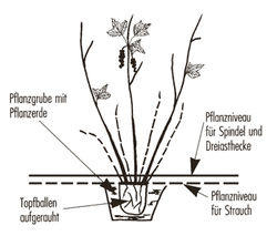 Planter un groseiller, planter des baies