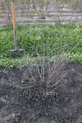 D&eacute;placer groseillier Lubera