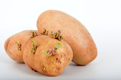 Faire germer des pommes de terre