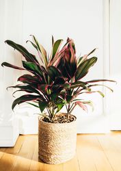 Keulenlilie Cordyline, Lubera