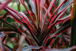 Keulenlilie, Cordyline fruticosa Lubera Shop