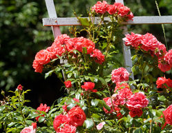 Planter des rosiers grimpants