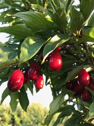 Cornouiller Cornus mas Lubera