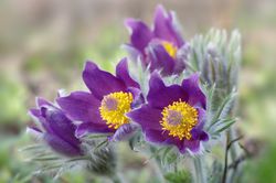 pulsatille, acheter des Pulsatilles, Pulsatilla vulgaris, Lubera