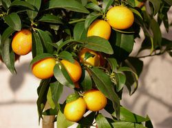 acheter des Kumquats Lubera