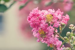 Acheter un lilas des indes