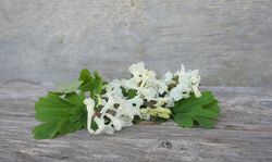 Fleurs blanches des corydales Lubera