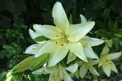 Planter le lys blanc, Liss de Madone Lilium candidum, Lubera