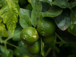 Acheter un citronnier vert Lubera