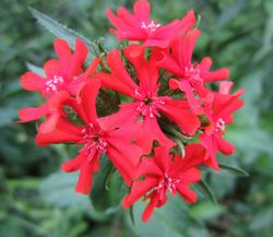 lychnis chalcedonica