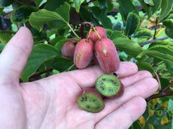 Kiwa&iuml; Pink Jumbo, mini kiwi, kiwi femelle, kiwi rose, plante grimpante
