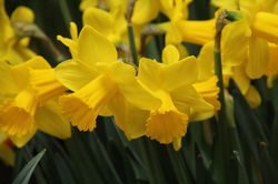 Acheter des jonquilles Lubera