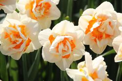 Bulbes &agrave; fleurs doubles Narcisse Lubera