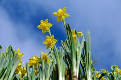 Acheter des narcisses Jardinerie Lubera