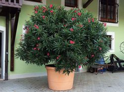 Oleander kaufen Lubera Shop