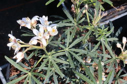 Oranger du Mexique Choisya ternata Lubera