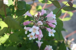 Perlmuttstrauch Rosea Lubera, kolkwitzie kaufen