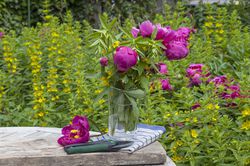 Tailler les pivoines