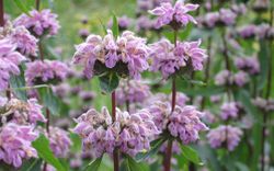Sauge tub&eacute;reuse, Phlomis tuberosa Lubera