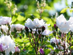 Entretien des rosiers Lubera