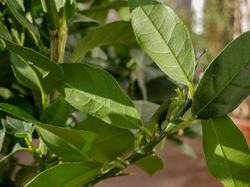 Citronnier ne fleurit pas Lubera