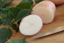 Pommes de terre de semence Sarpo Una, Semer les pommes de terre