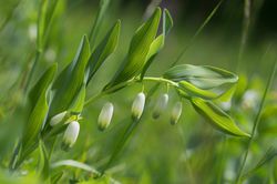 Sceau de salomon (Polygonatum odoratum)