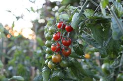 Tomates OpenSky&reg;, tomate rouge, tomates de plein champ, cerise rouge, tomate douce