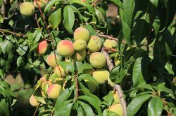 Peche aromatique Veroma Pico (Prunus mira-Hybride)