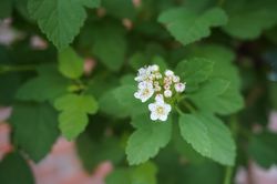 Blasenspiere Hochstamm Tiny Wine Gold, Physocarpus opulifolius Tiny Wine Gold, zierst&auml;mmchen kaufen