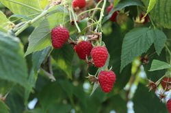 Framboisiers Summer Chef&reg;