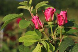 Haie de rosiers, Rosier Therese Bugnet, rosier rugueux, Rosa rugosa Hybride, obtenteur : Bugnet 1950