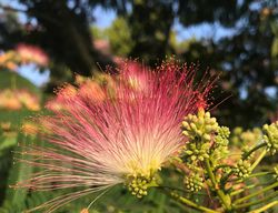 photo Seidenbaum kaufen Seidenbaum Ombrella Lubera