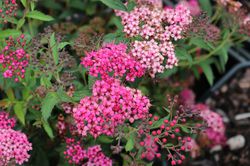 photo Spiraea japonica Neon Flash Zwergspiere Neon Flash, Japonais Spierstrauch