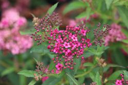 Spiraea japonica Neon Flash Zwergspiere Neon Flash, Zwergspiere