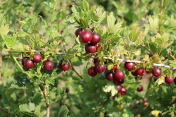 Acheter des groseilles &agrave; maquereau rouge Lubera Ribes uva-crispa