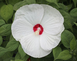 acheter de l'hibiscus des marais, Hibiscus moscheutos