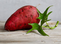 Acheter des plants de patate douce chez Lubera