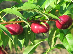 Arbre &agrave; nectarines plates - Weisse Flaterine