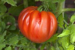 Tomates charnues m&ucirc;res, tomates c&frac12;ur de b&frac12;uf sur tige, plant de tomate
