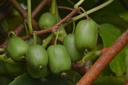 Kiwa&iuml;, <i>Actinidia arguta</i>, Lubera
