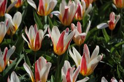Acheter des tulipes sauvages bulbes de fleurs Lubera
