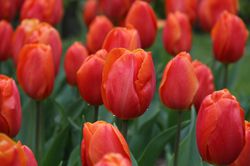 Tulipes  Triomphe Prins Willem Alexander Lubera