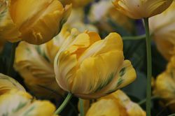 Acheter des tulipes perroquet Lubera