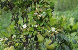 Floraison pr&eacute;coce de fruitiers et d&rsquo;arbustes baccif&egrave;res Lubera