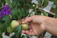 &Eacute;claircissage - &Eacute;claircir les fruits chez Lubera