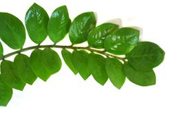 photo Gl&uuml;cksfeder Zamioculcas zamiifolia le shop Lubera