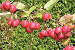 pommier ornement Lubera