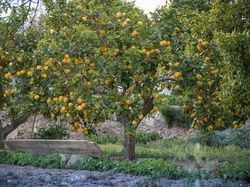 R&eacute;colte des citrons Lubera