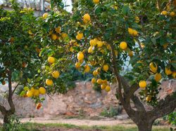 Acheter des agrumes Lubera